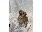 Adopt NEWSKI a Beagle, Mixed Breed