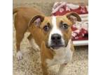 Adopt Cappuccino a Pit Bull Terrier