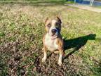 Adopt AKIRA a American Staffordshire Terrier, Pit Bull Terrier