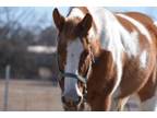 Adopt Cheyenne a Quarterhorse, Paint / Pinto