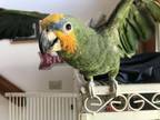 Hello My Name Is Jesse And Im An Amazon Parrot My Adoption Fee Is 50 And I Have Supplies That Will Provided With My Adoption Im Looking For A Home Wit