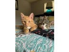 Adopt Bonded Kitten Pair a Domestic Short Hair