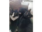 Adopt Izzy and Ernie (bonded pair) a Domestic Short Hair