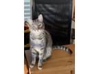 Adopt Pixie Purfect a Tabby, Russian Blue