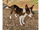 Adopt Howlite a Australian Cattle Dog / Blue Heeler, Labrador Retriever