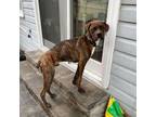 Adopt Haines a Boxer