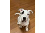 Adopt Pokey a Pit Bull Terrier, Staffordshire Bull Terrier