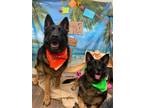 Adopt Ginger bonded with Maggie a German Shepherd Dog