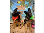 Adopt Maggie bonded with Ginger a German Shepherd Dog