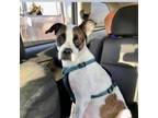 Adopt Bessie a Boxer, Mixed Breed