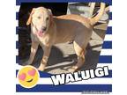 Adopt Waluigi a Labrador Retriever