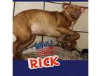 Adopt Rick a Labrador Retriever, Terrier