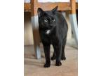 Adopt Tractor A Domestic Short Hair