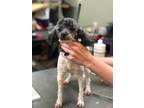Adopt Patrice a Poodle