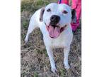 Adopt RILEY a Pit Bull Terrier, Mixed Breed