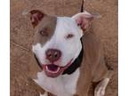 Adopt Gia a Pit Bull Terrier