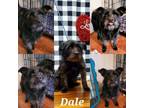 Adopt Dale a Scottish Terrier, Skye Terrier