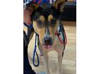 Adopt Lady Luck a Border Collie