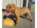 Adopt Lucky a Pit Bull Terrier