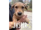 Adopt Jasper a Jack Russell Terrier
