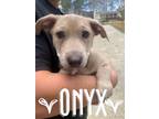 Adopt Onyx a Jack Russell Terrier