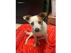 Adopt Shilah a Jack Russell Terrier