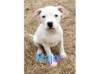 Adopt Major a Pit Bull Terrier