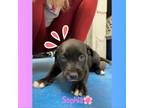Adopt Sophia a Black Labrador Retriever, Terrier