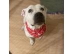 Adopt Ghost a Pit Bull Terrier