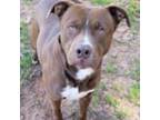 Adopt Rusty a Pit Bull Terrier, Mixed Breed