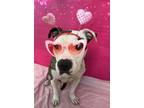 Adopt Kallie *BLIND* a American Staffordshire Terrier