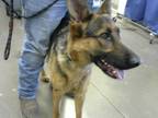 Adopt PIXIE a German Shepherd Dog