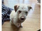 Adopt OLIVER* a Terrier