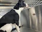 Adopt AALIYAH a Pit Bull Terrier