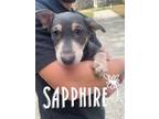Adopt Sapphire a Jack Russell Terrier