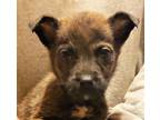 Adopt Bru'let' a Brown/Chocolate - with Black Shepherd (Unknown Type) / Husky /