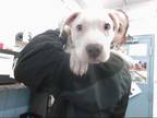 Adopt ATHENA a White American Pit Bull Terrier / Mixed dog in Albuquerque
