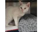 Adopt QUEENIE a White Domestic Shorthair / Mixed (short coat) cat in Fruit
