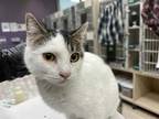 Adopt MISSY a White (Mostly) Domestic Shorthair / Mixed (short coat) cat in