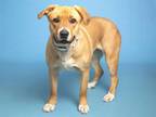 Adopt BRIDGETTE a Red/Golden/Orange/Chestnut Labrador Retriever / Mixed dog in