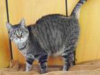 Adopt a Brown Tabby Domestic Shorthair / Mixed (short coat) cat in Sacramento