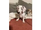 Adopt Pacito a White Dachshund / Mixed dog in Fort Worth, TX (33746866)