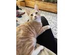 Adopt Crusher a Orange or Red Tabby American Shorthair (short coat) cat in