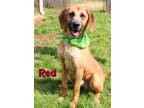 Adopt Red a Brown/Chocolate Hound (Unknown Type) / Mixed dog in Kiln