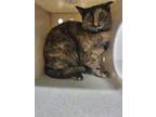 Adopt JUNIPER a Tortoiseshell Domestic Shorthair / Mixed (short coat) cat in
