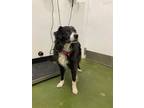 Adopt SHADOW a Black - with White Border Collie / Bernese Mountain Dog / Mixed