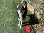 Adopt OREO a Black - with White Husky / Mixed dog in Salinas, CA (33746211)