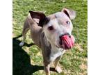 Adopt Banzai a Red/Golden/Orange/Chestnut American Pit Bull Terrier / Mixed dog