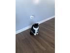 Adopt Lexi a Black & White or Tuxedo American Shorthair / Mixed (short coat) cat