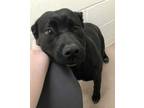 Adopt Madison a Black Labrador Retriever / Mixed dog in Burton, MI (33738940)